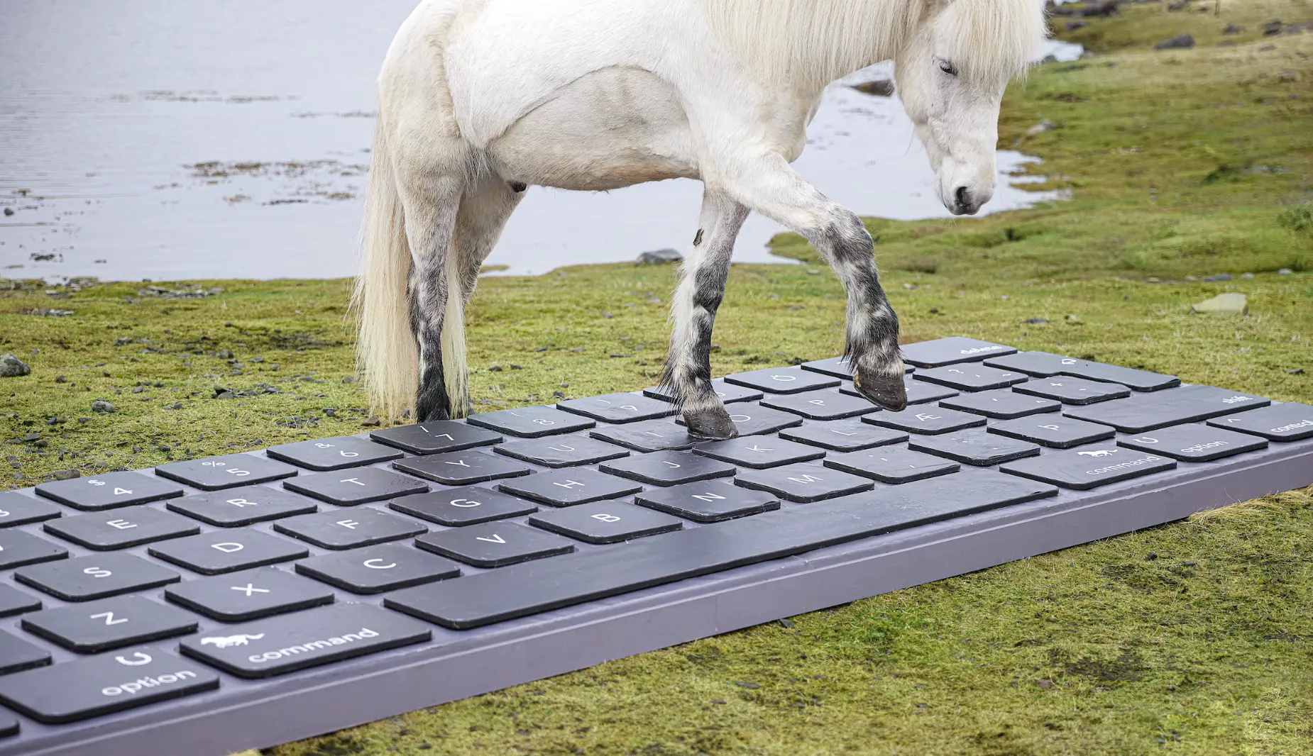 white Icelandic horse pressing the keys of an oversized keyboard
